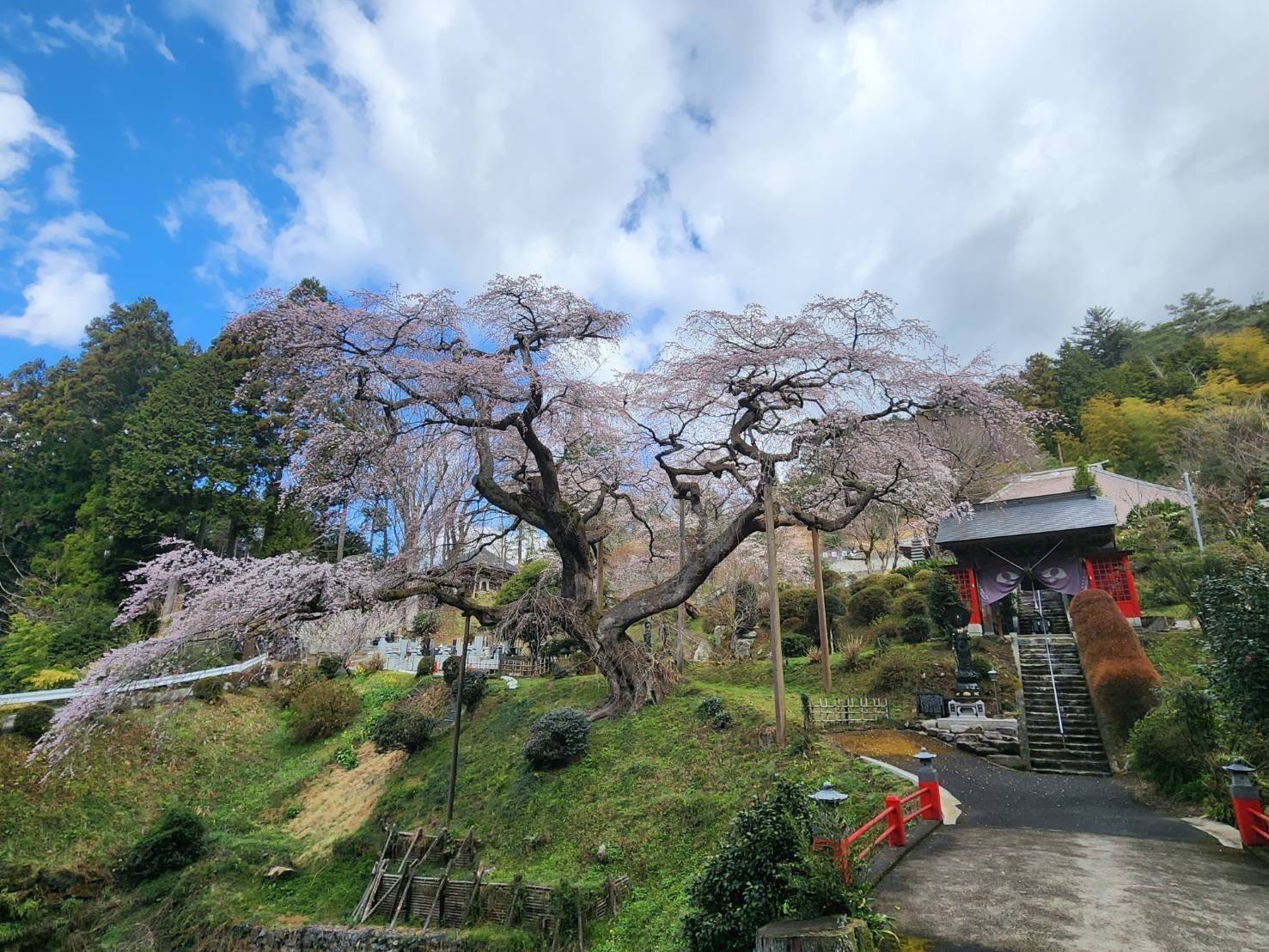 『R7.4.9泉福寺桜状況(2)』の画像