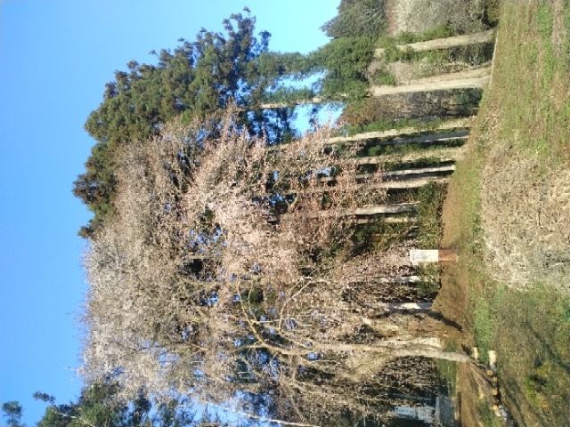 『R7.4.9小室家桜状況』の画像
