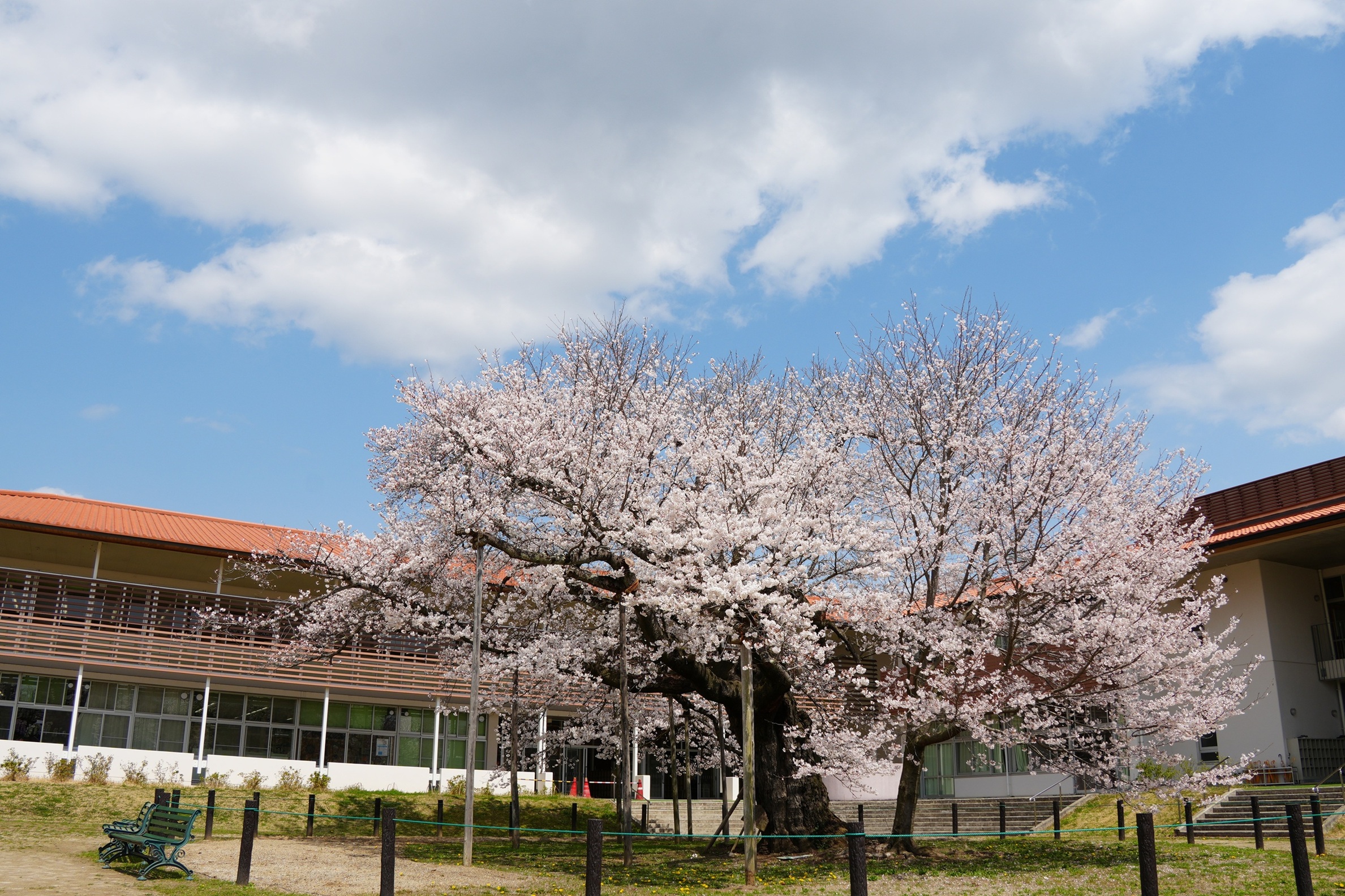 『250407瑞桜(1)』の画像
