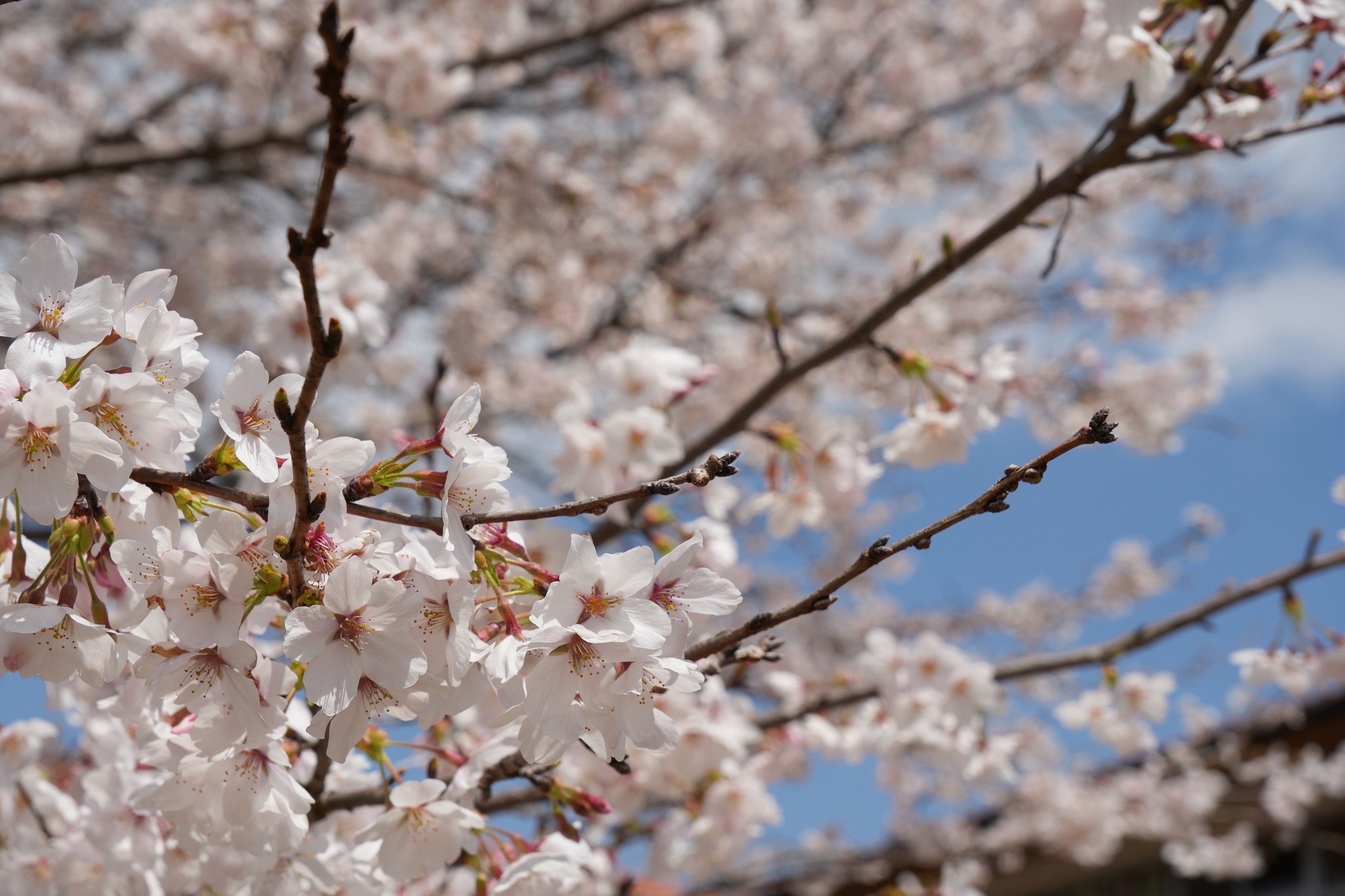 『250407瑞桜(3)』の画像