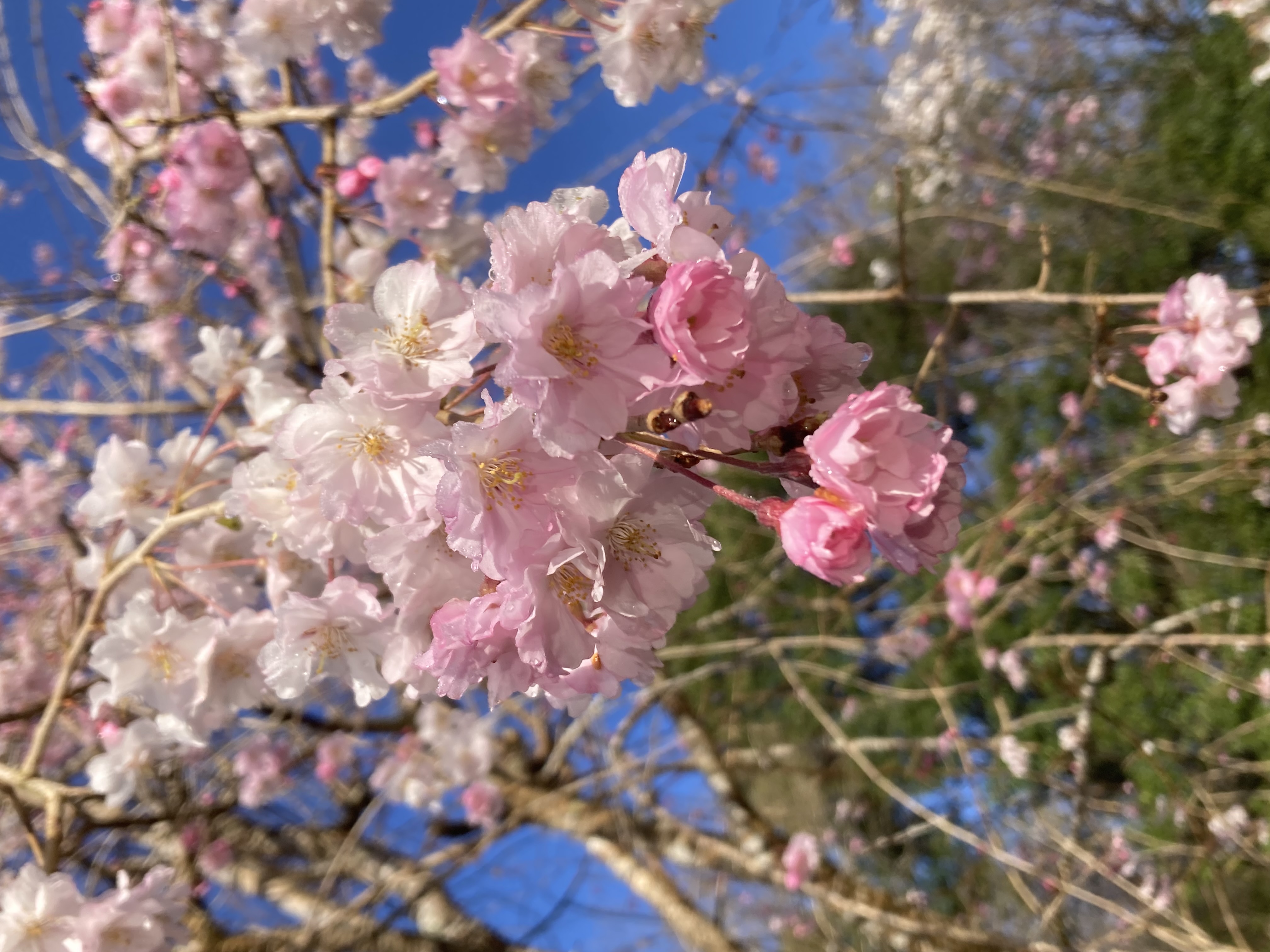 『R7.4.9五反田桜状況(2)』の画像