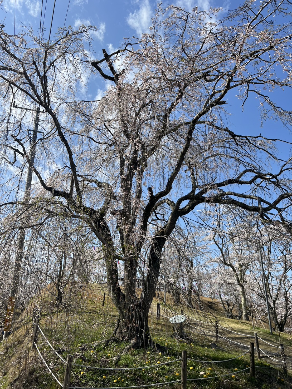 『R7.4.9西山桜状況(1)』の画像