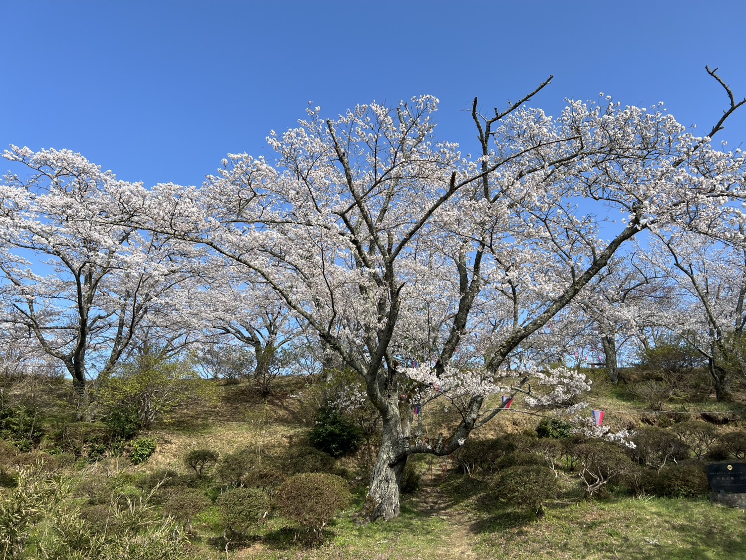『R7.4.9西山桜状況(3)』の画像