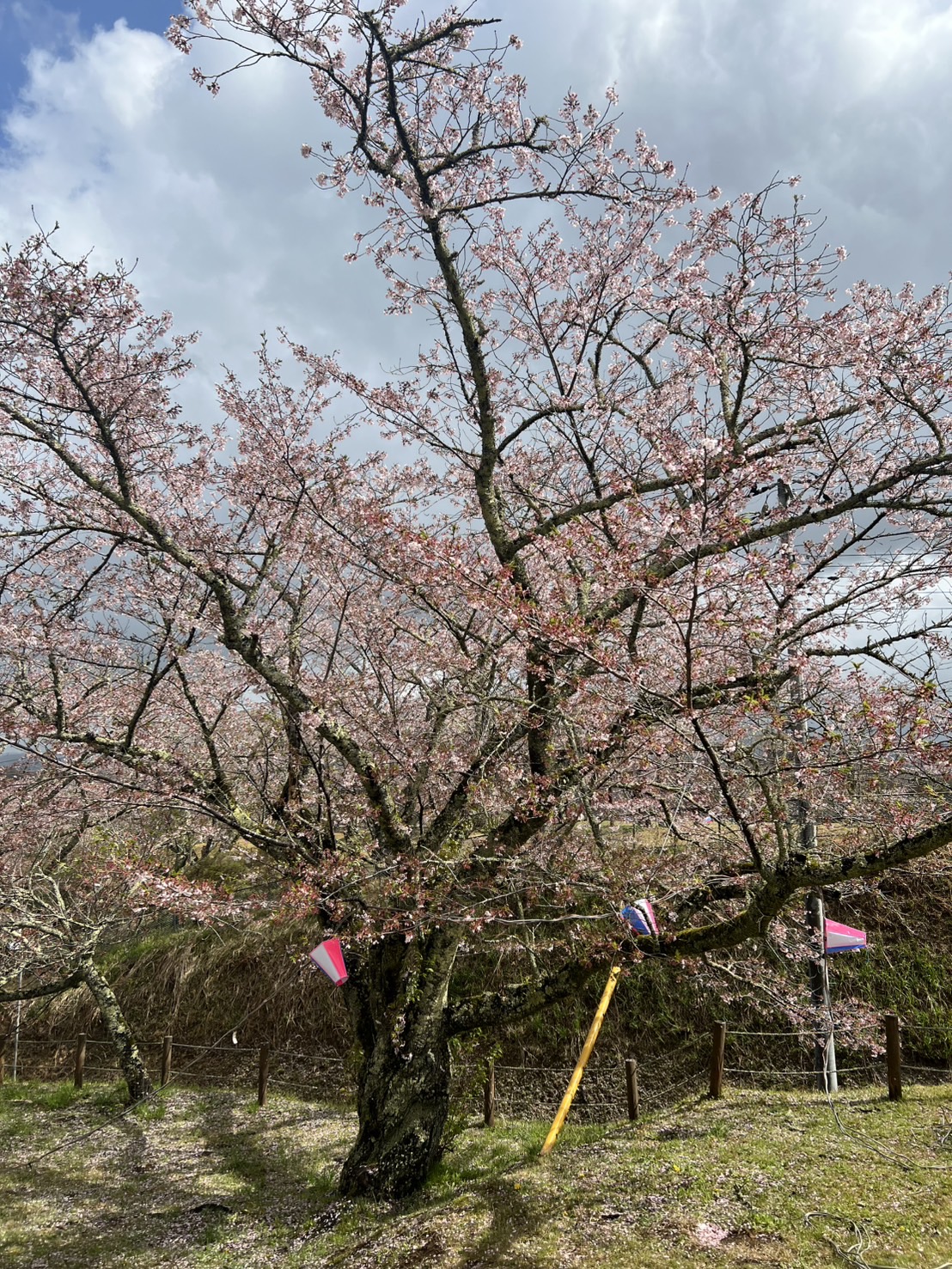 『R7.4.14西山公園(1)』の画像