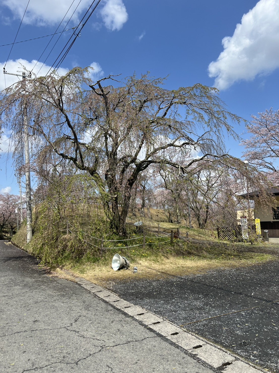 『R7.4.14西山公園(2)』の画像