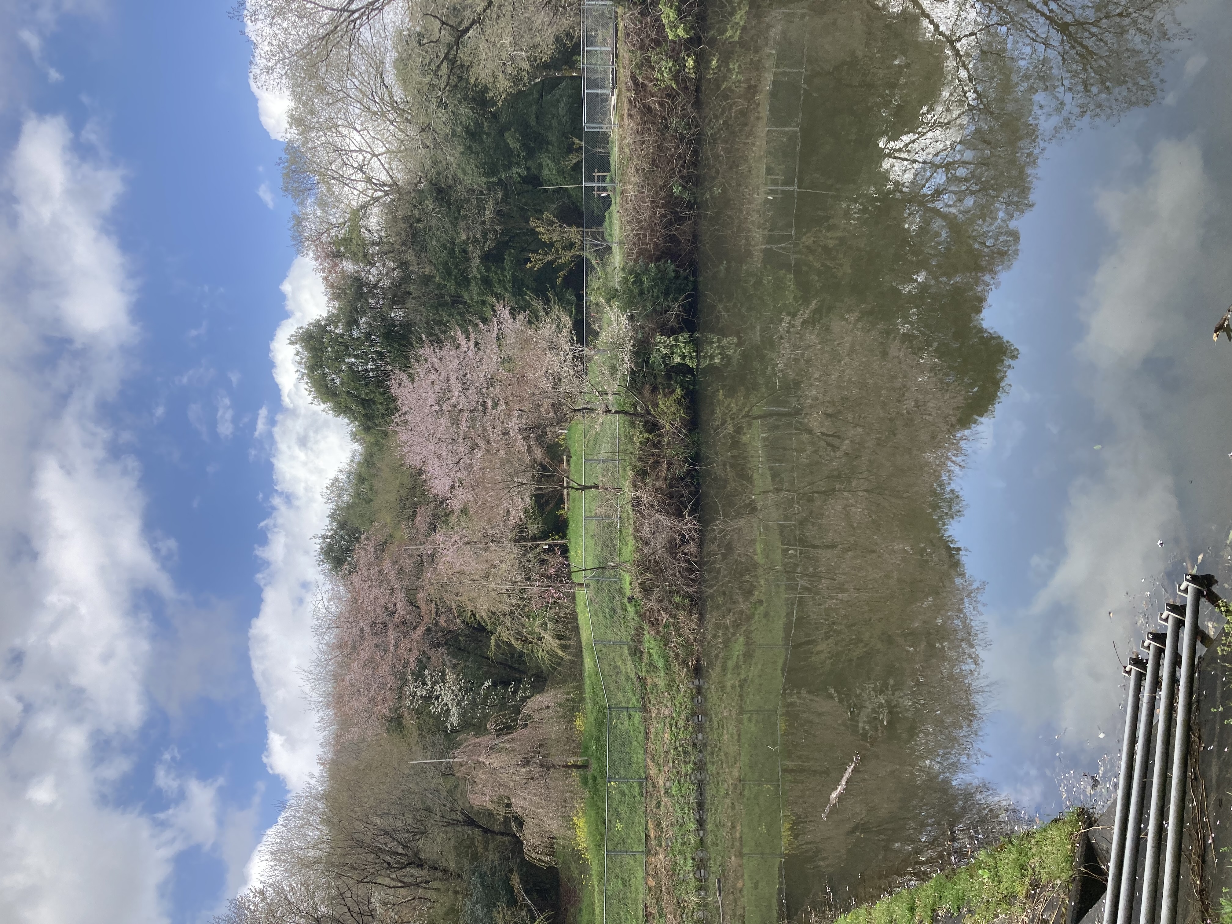 『R7.4.14五反田の桜(1)』の画像