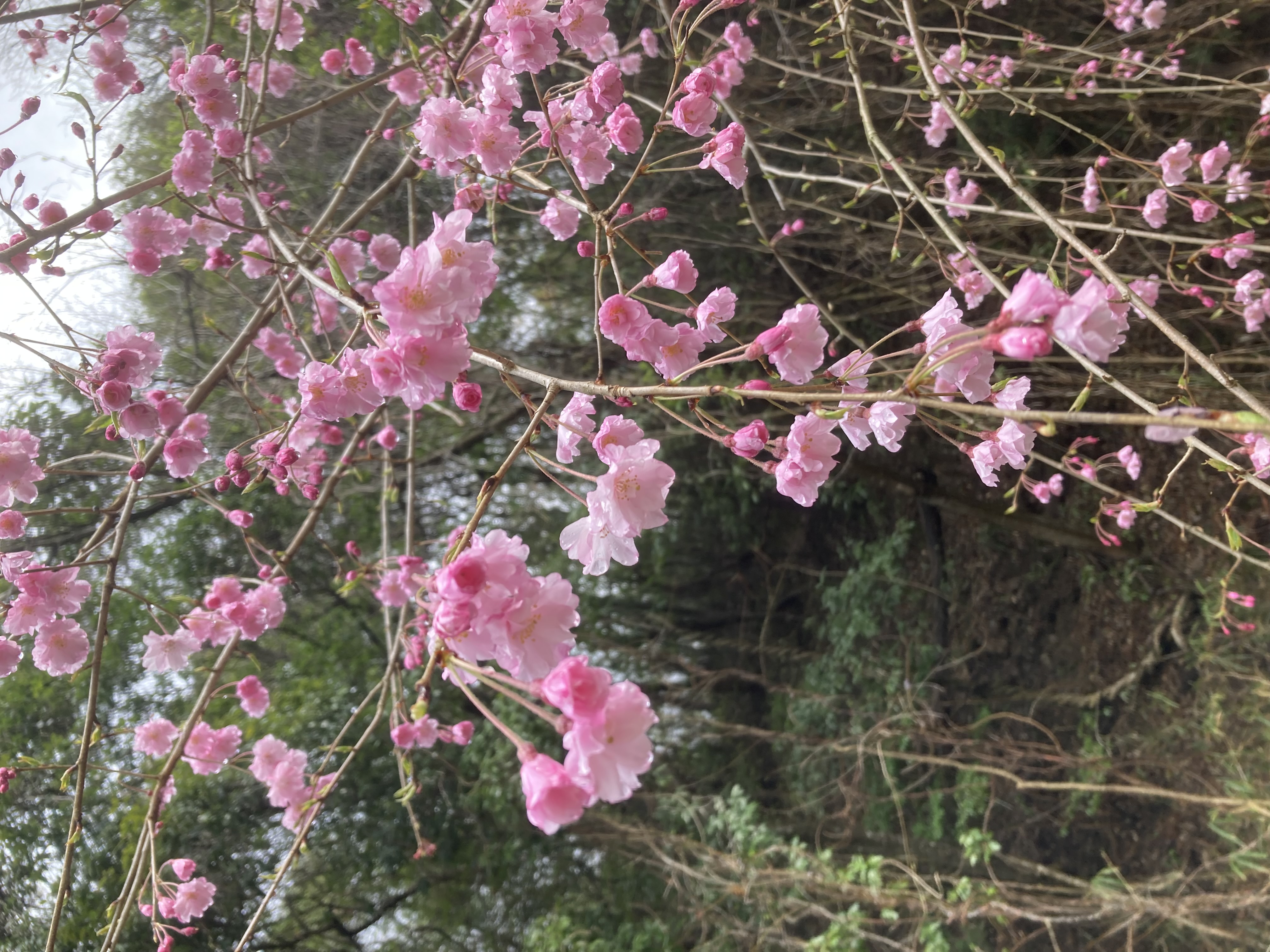 『R7.4.14五反田の桜(2)』の画像