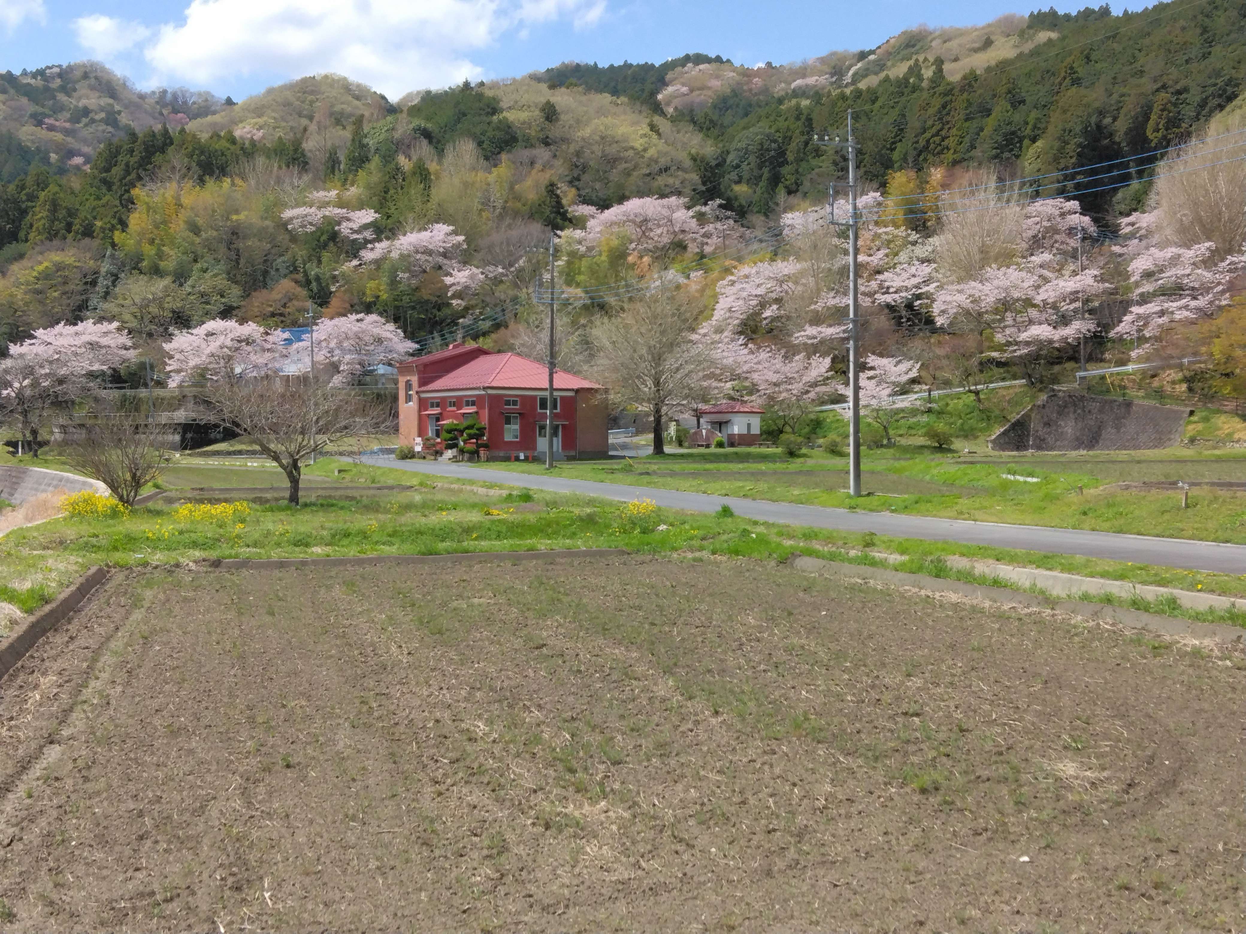 『R7.4.14変電所の桜(1)』の画像