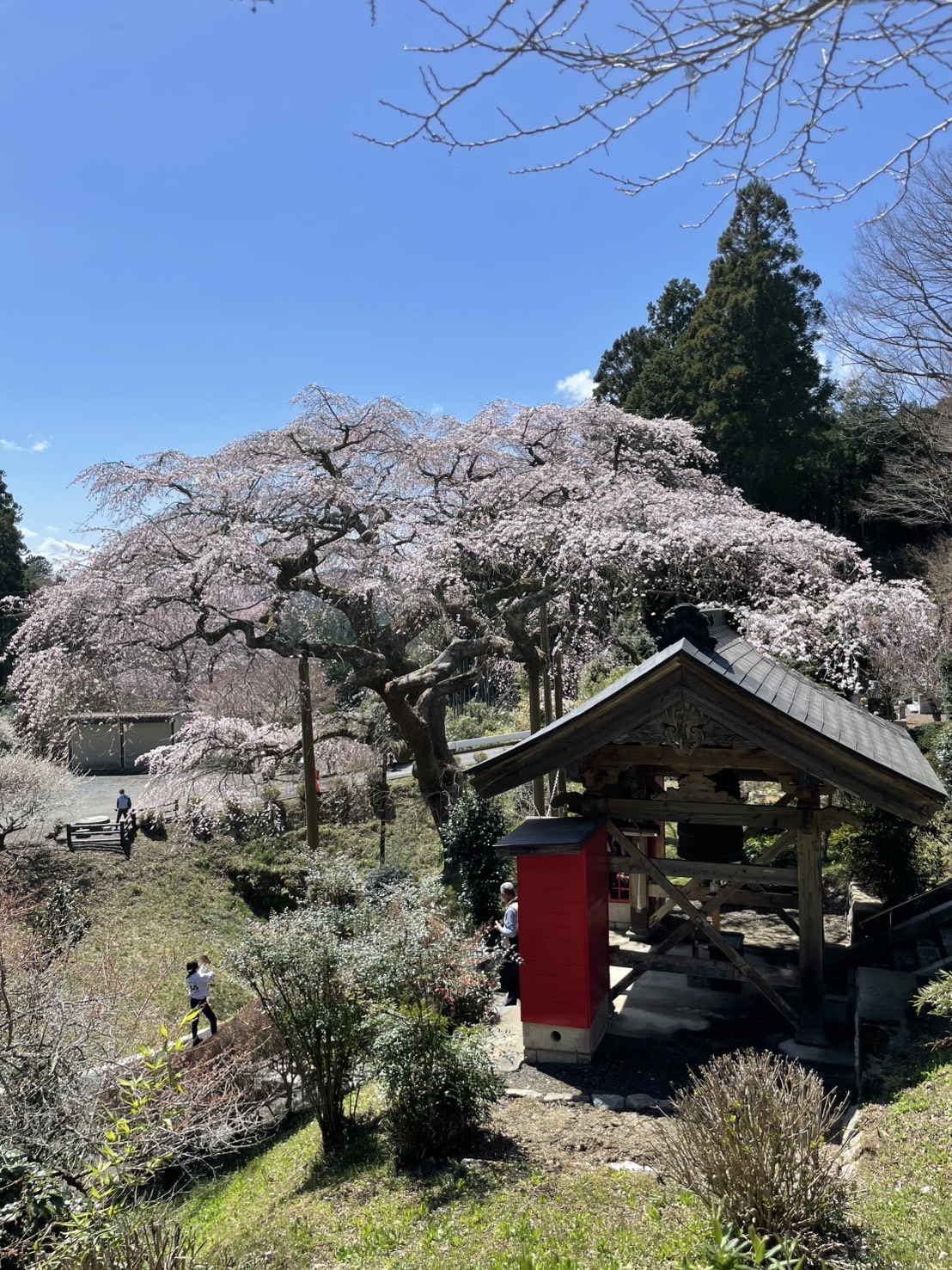 『R7.4.14泉福寺(1)』の画像