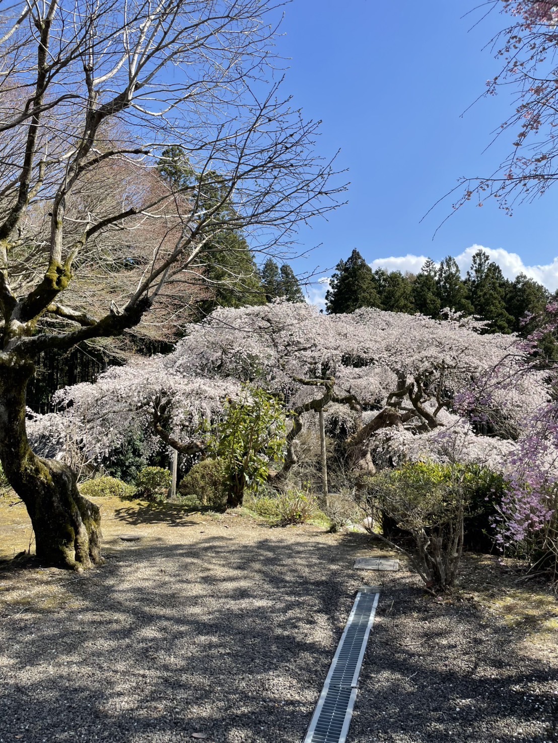 『R7.4.14泉福寺(2)』の画像