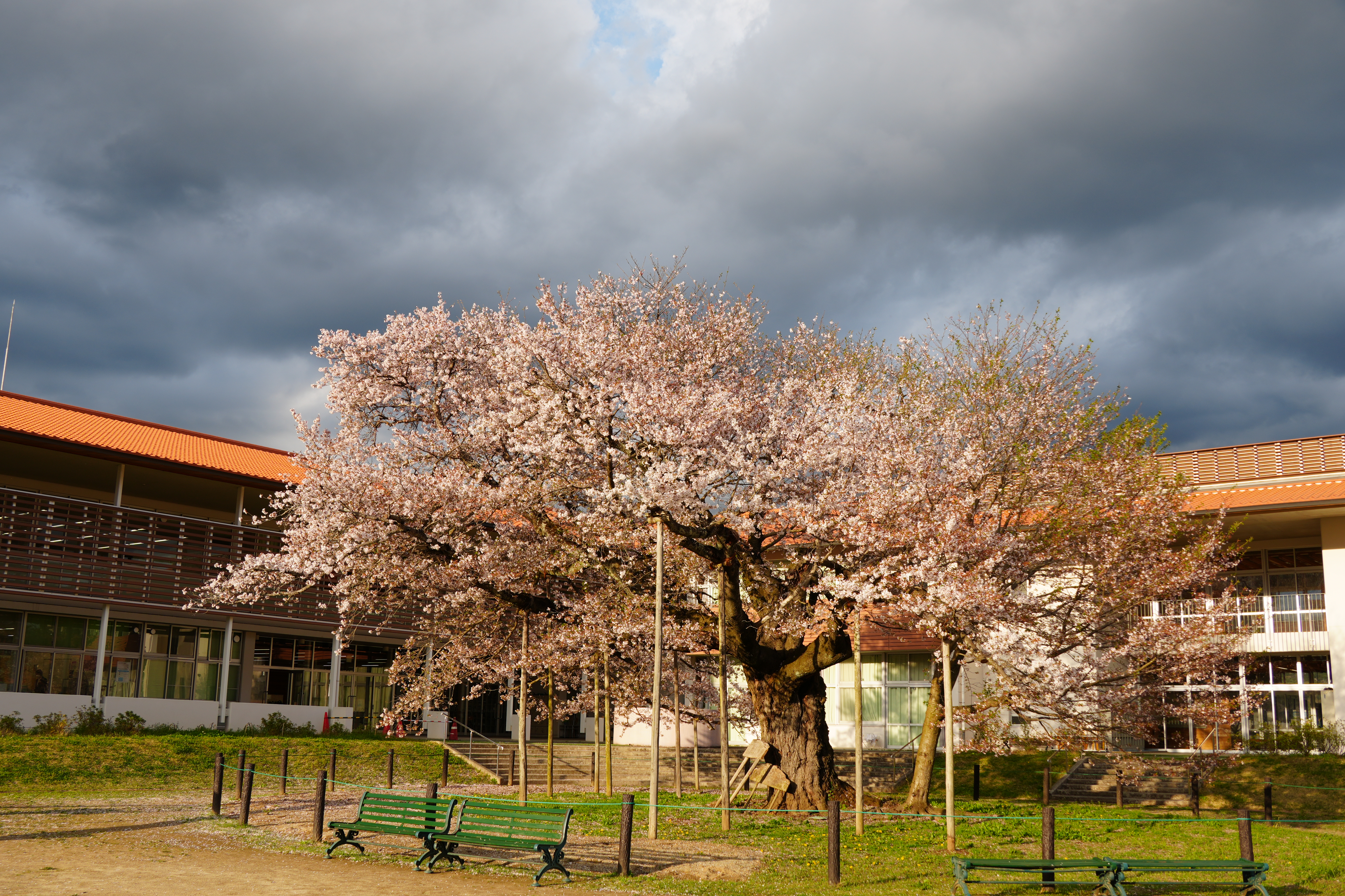 『R7.4.14瑞桜(1)』の画像