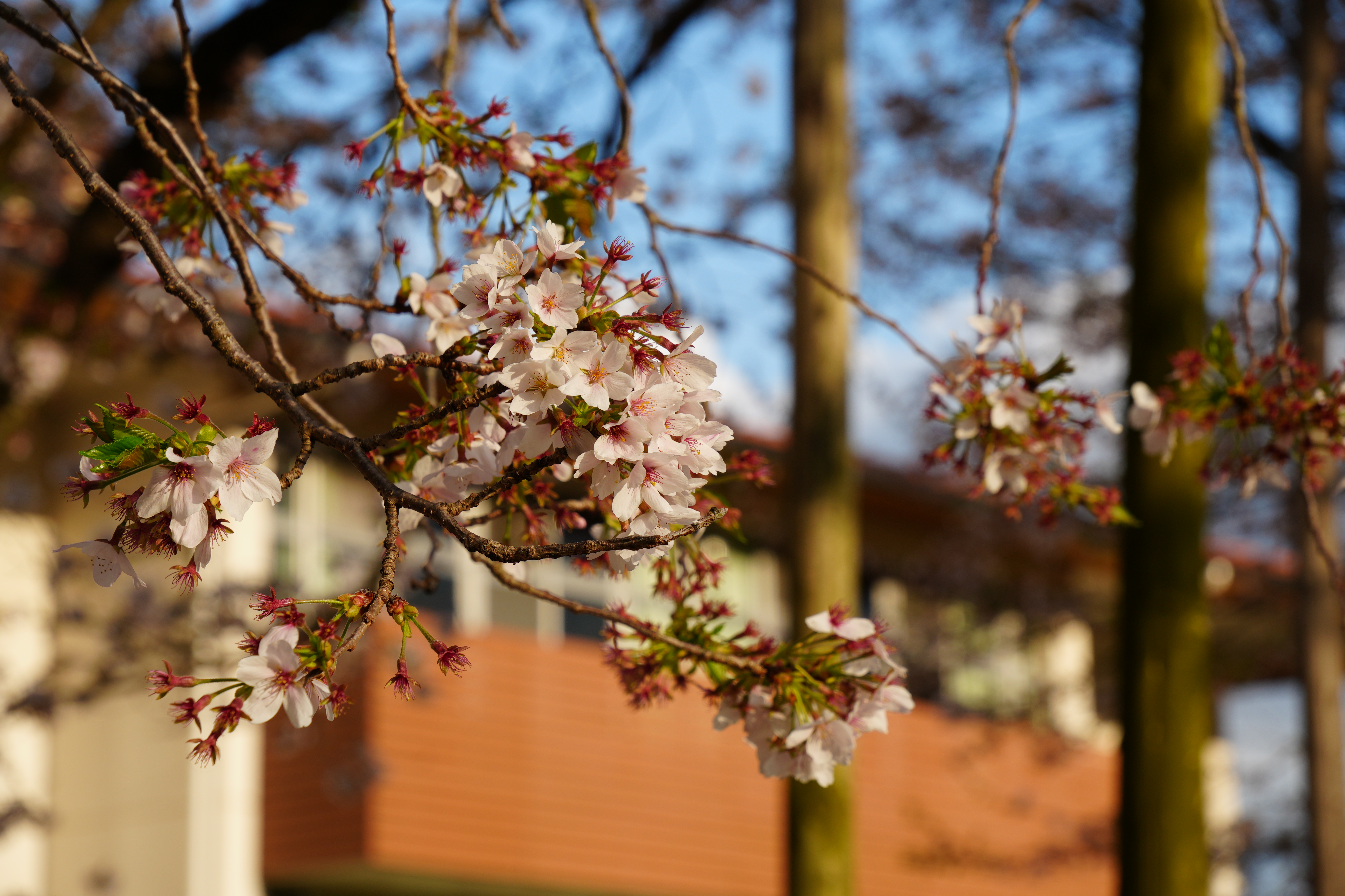 『R7.4.14瑞桜(2)』の画像
