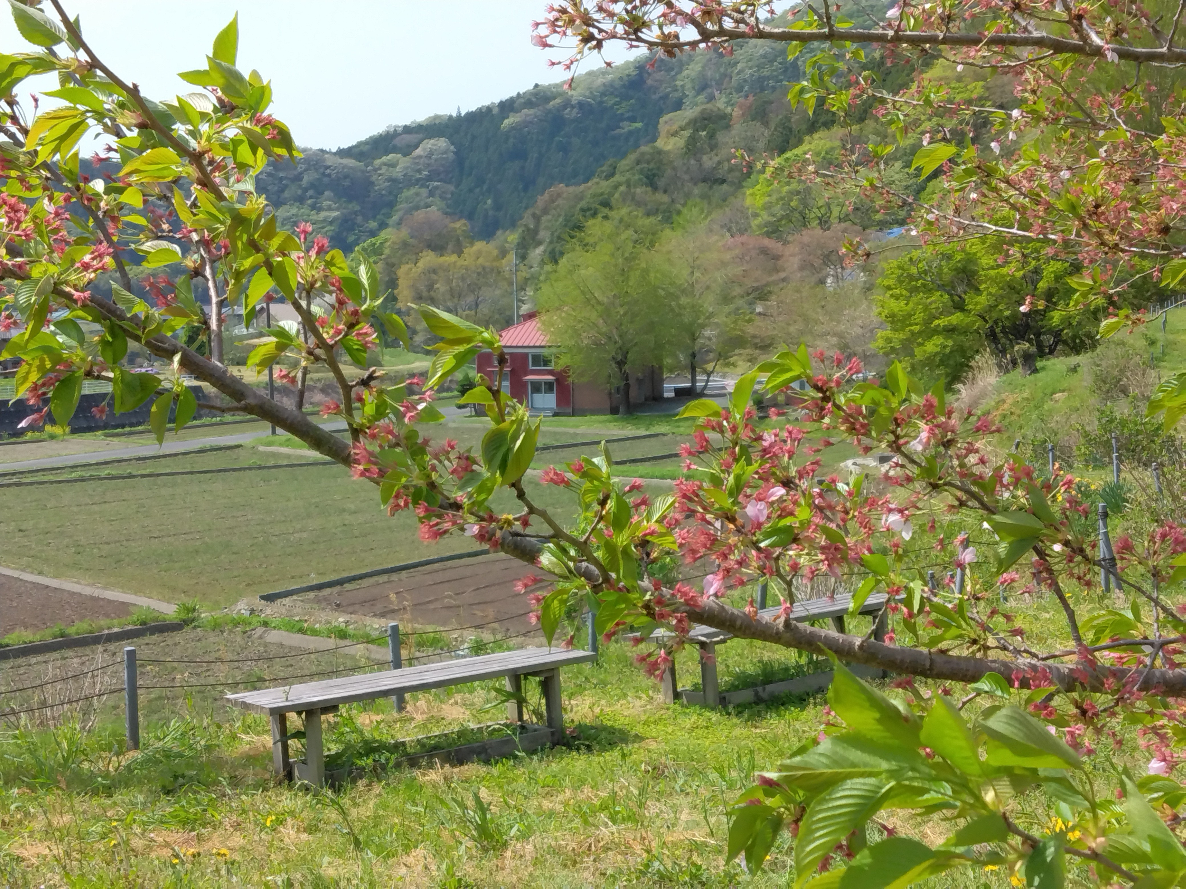 『R7.4.21町屋変電所の桜(1)』の画像