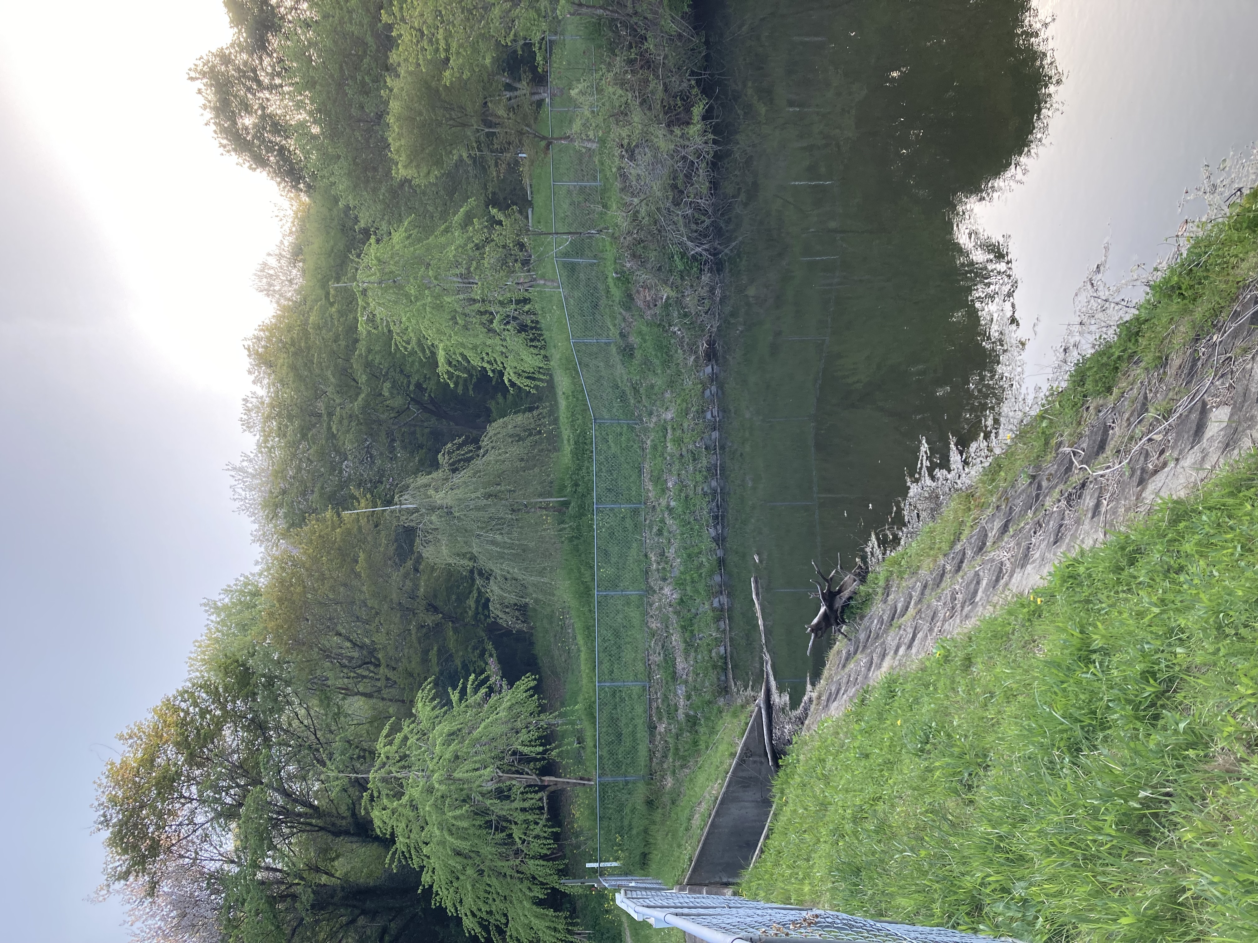 『R7.4.21五反田の桜(1)』の画像