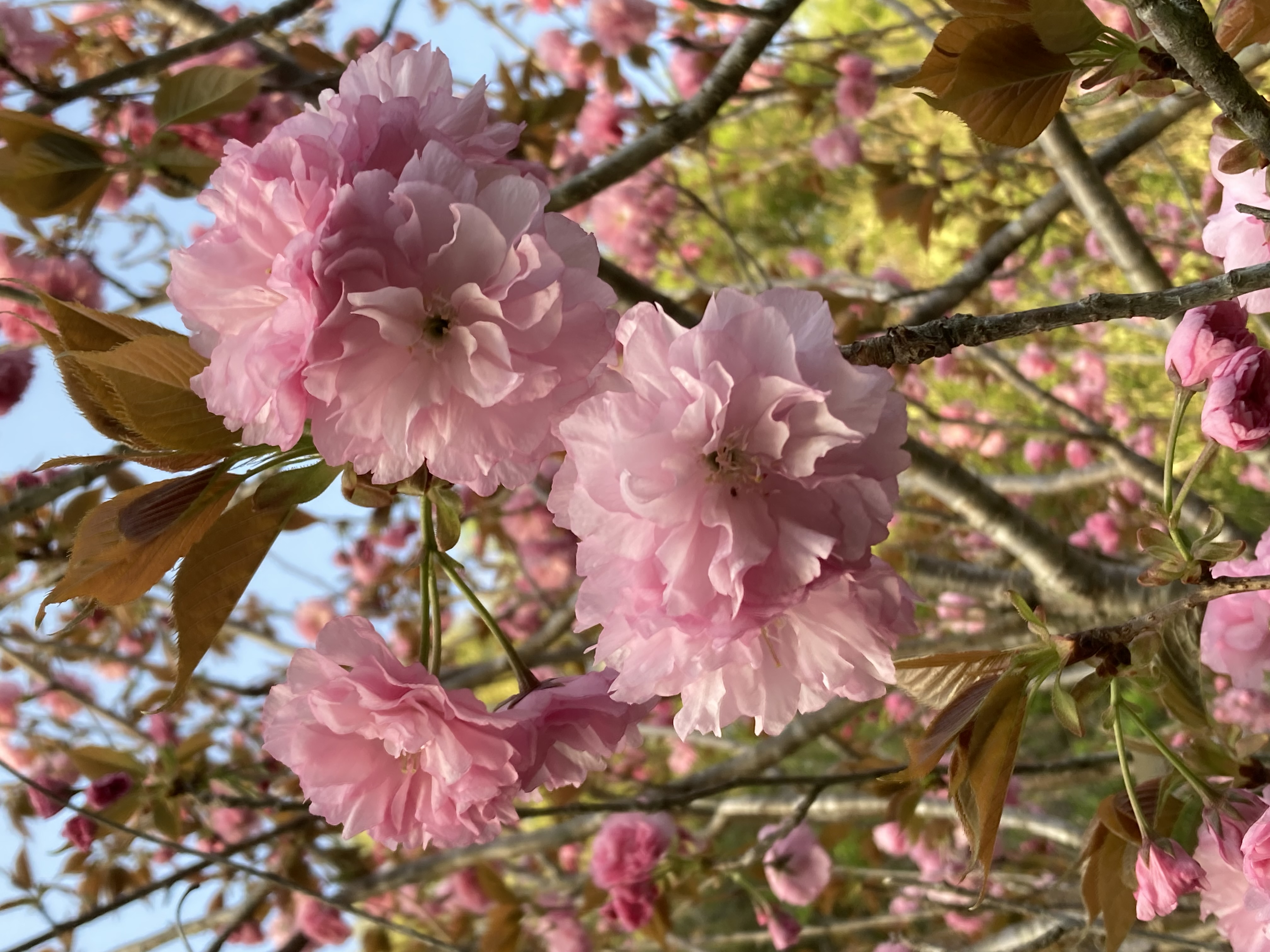 『R7.4.21五反田の桜(2)』の画像
