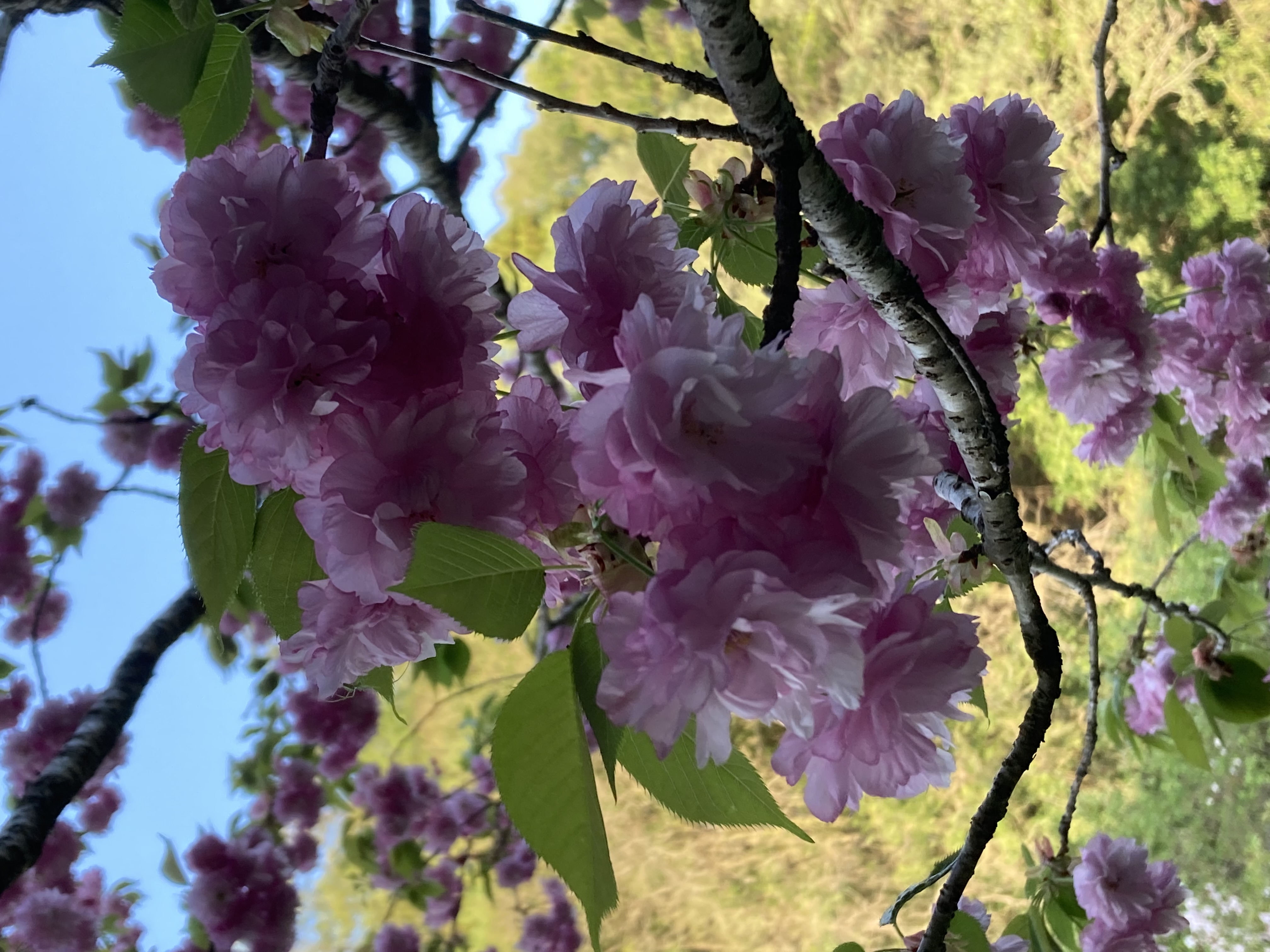 『R7.4.21五反田の桜(3)』の画像