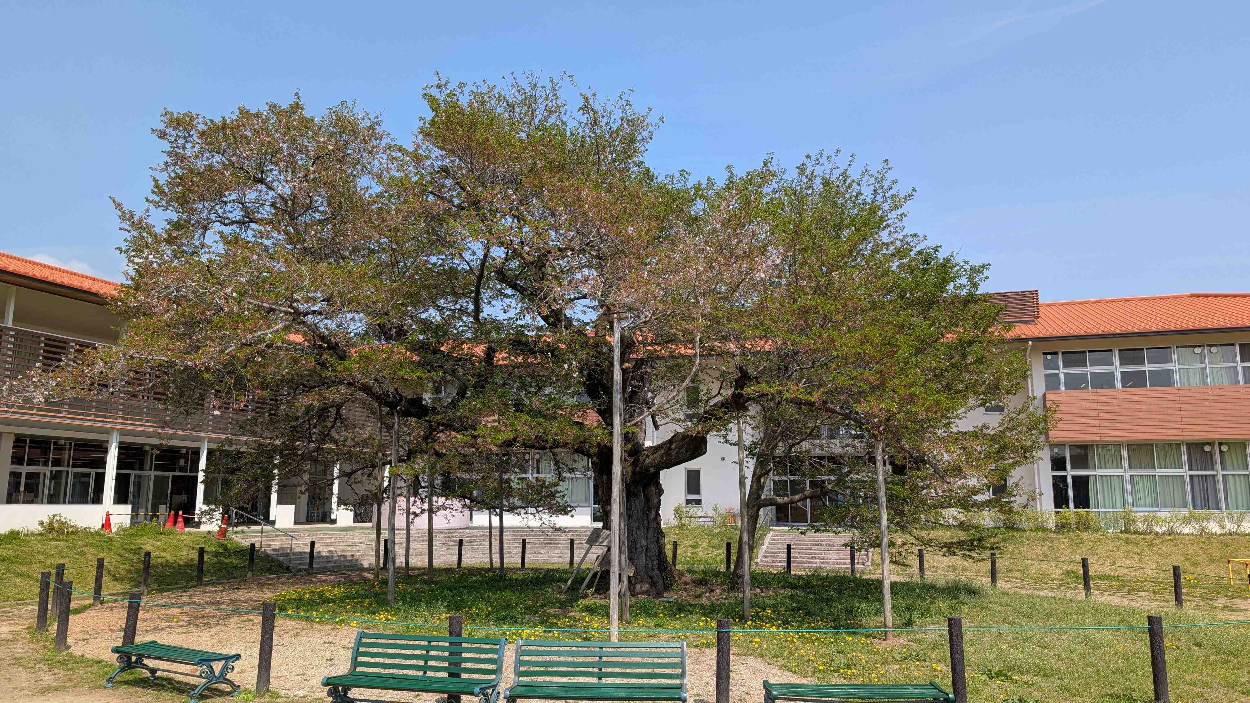 『R7.4.22瑞桜(1)』の画像