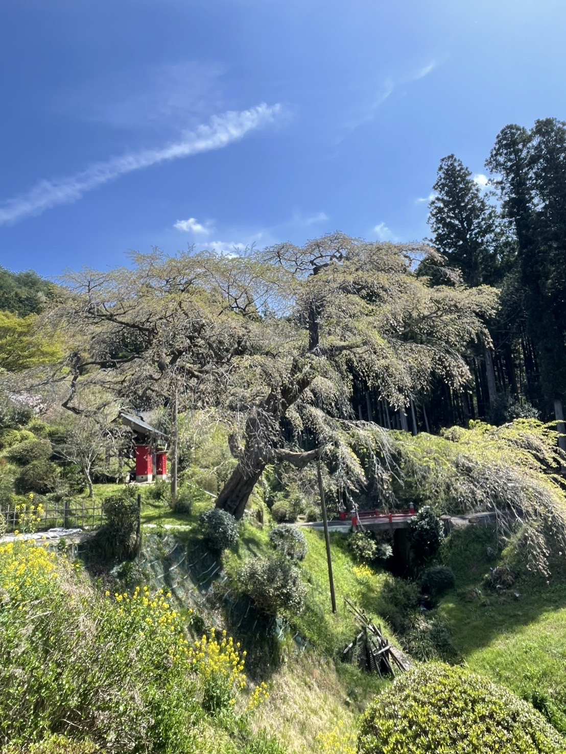 『R7.4.22泉福寺(1)』の画像