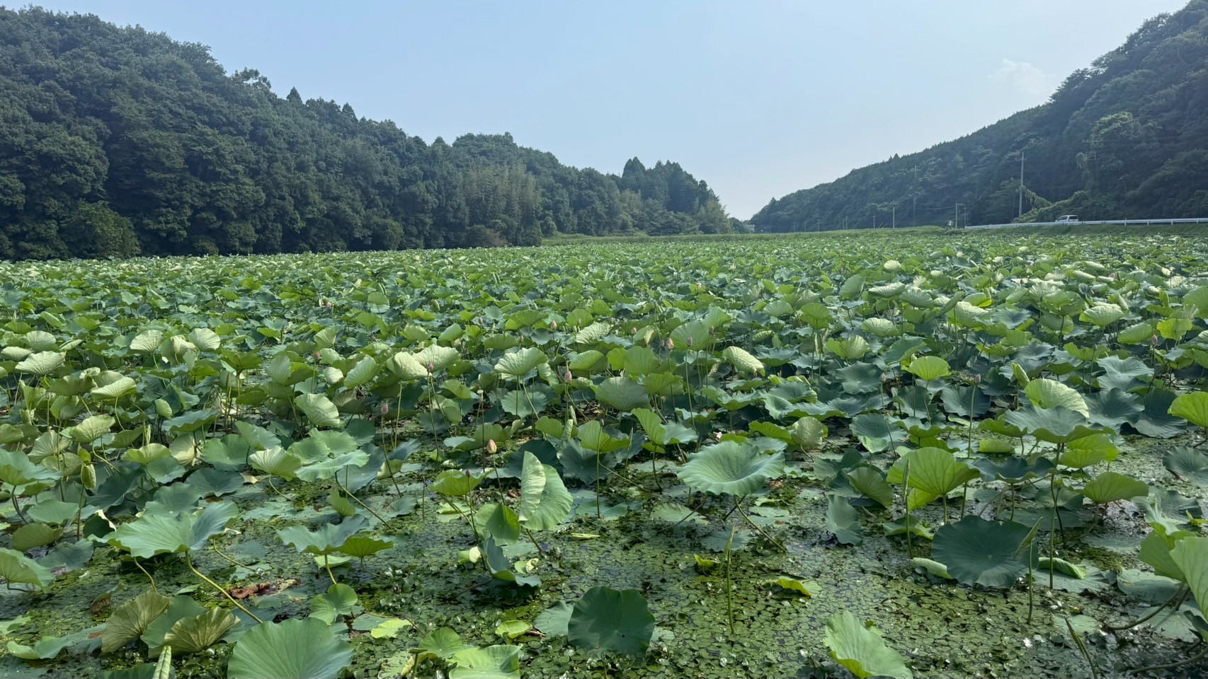 『親水公園(3)』の画像