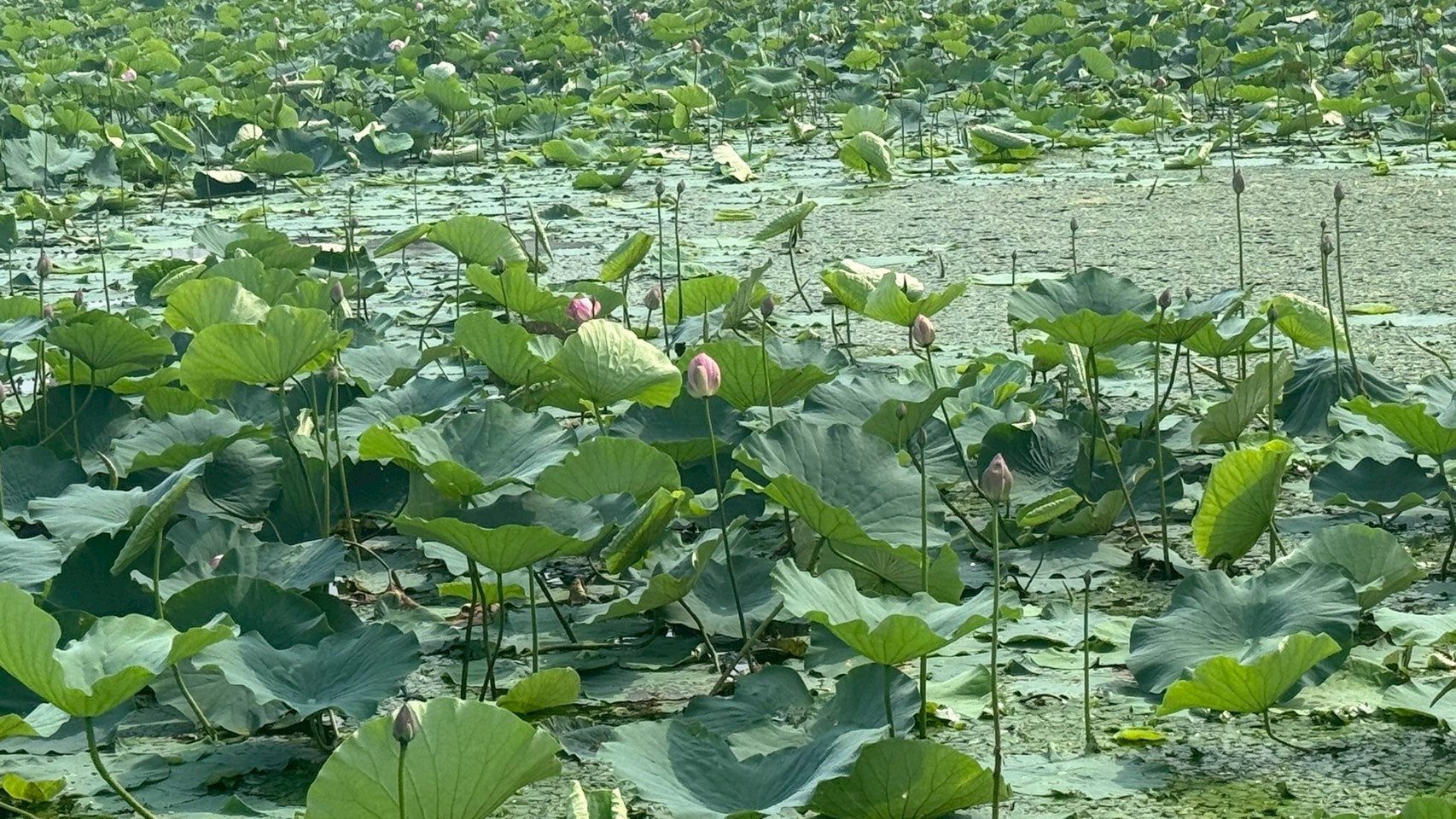『親水公園(1)』の画像