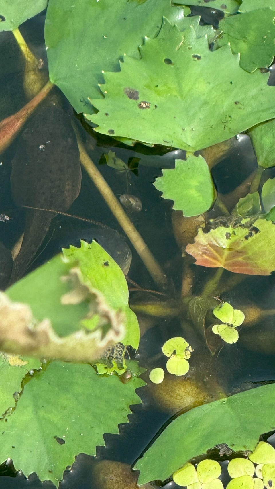 『親水公園(4)』の画像