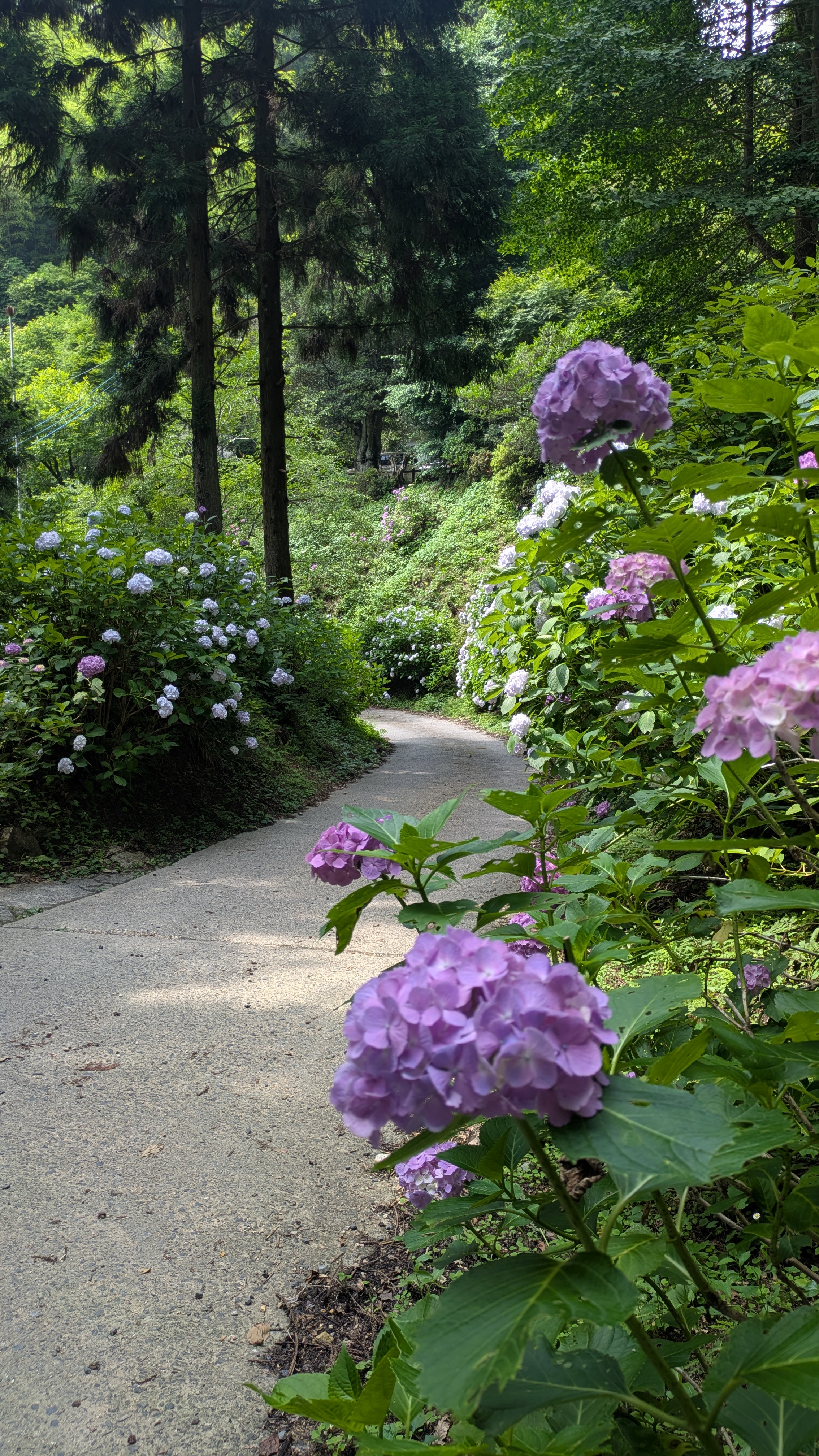 『紫陽花(1)』の画像