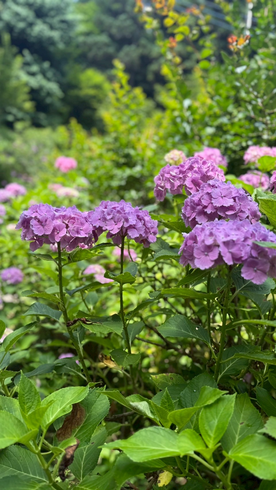 『紫陽花(5)』の画像