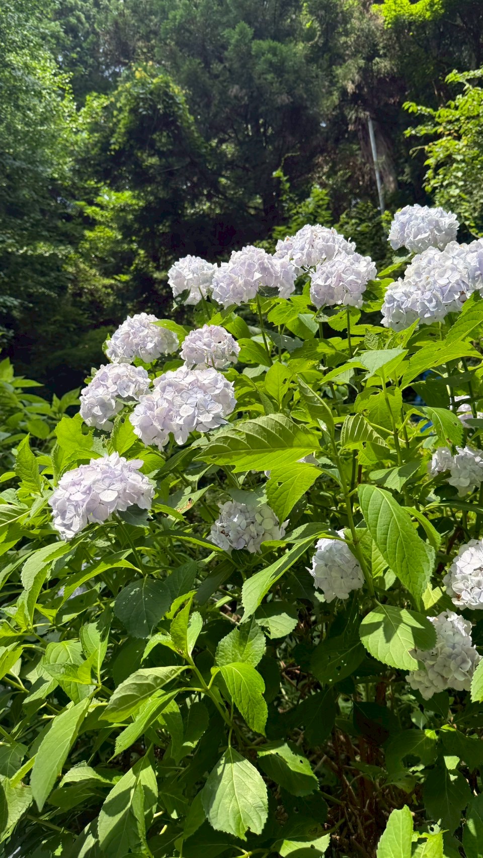 『紫陽花(9)』の画像