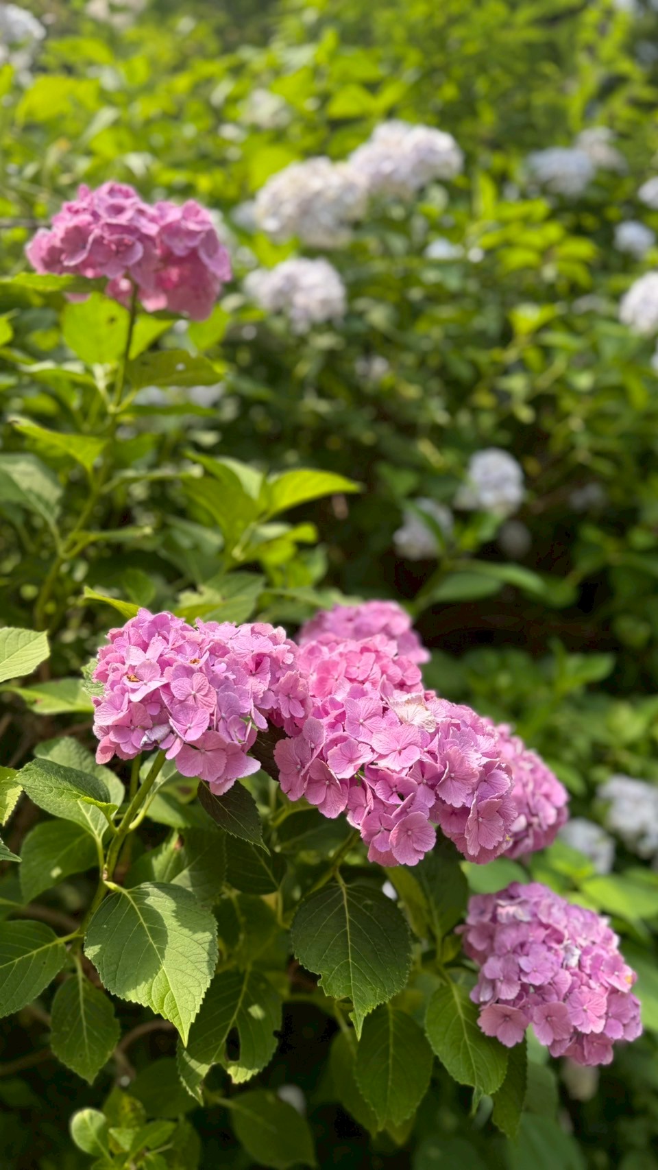 『紫陽花(7)』の画像
