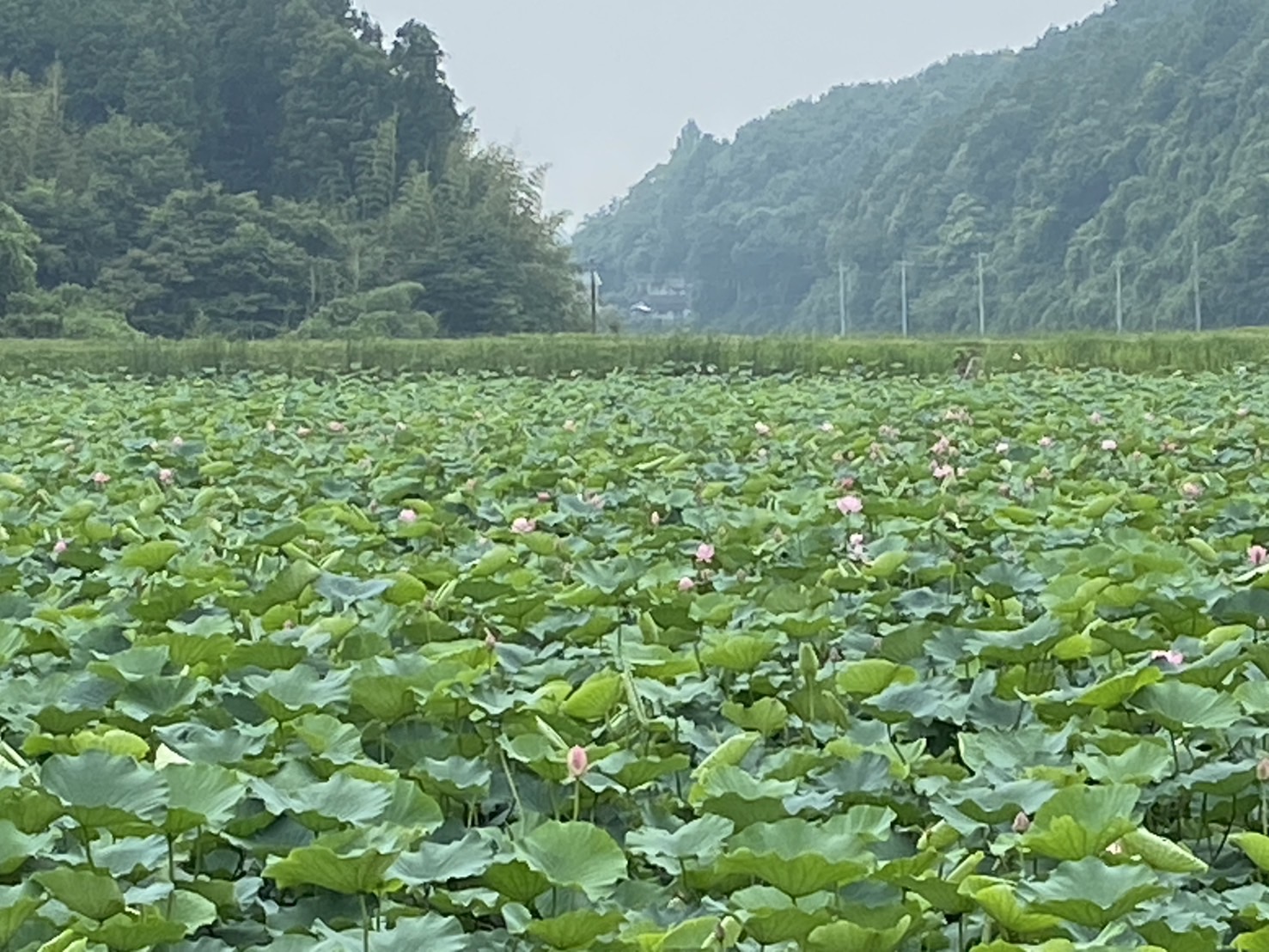 『R7.7.7蓮(3)』の画像