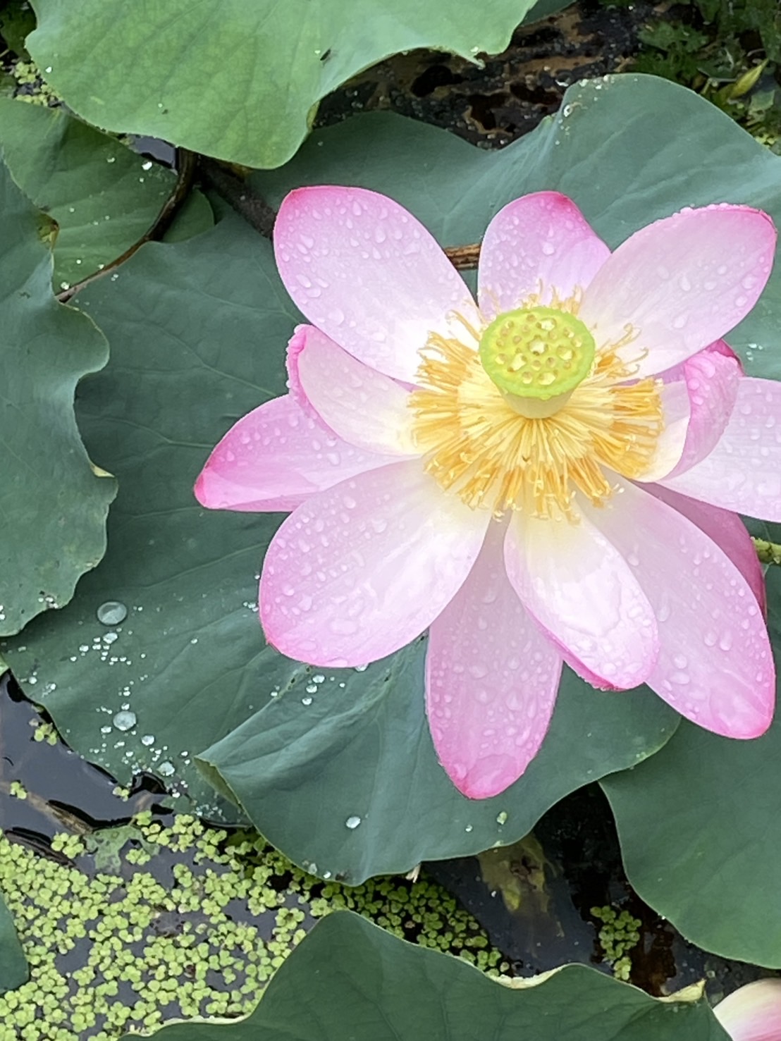 『R7.7.14(1)』の画像